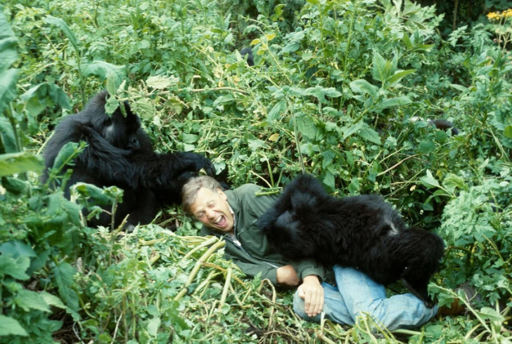 Attenborough filming mountain gorillas