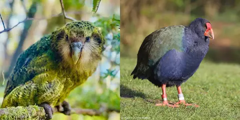 New Zealand Uses AI and Genetics to Protect Its Rare Bird Species