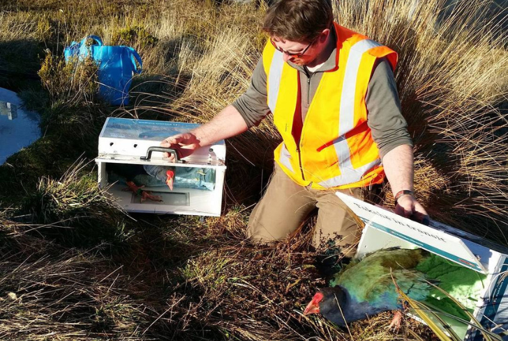 Takahē bird with ranger
